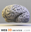 Brain 3D model