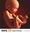 fetus 3D model