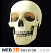 human skull 3D model