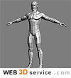 male body 3D model